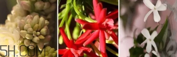 gucci bloom香水好聞嗎？gucci bloom香水香評(píng)