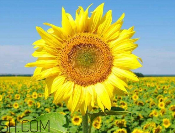 向日葵什么時(shí)候開(kāi)花？向日葵什么時(shí)候成熟