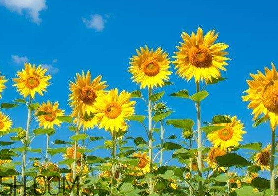 向日葵向什么方向？向日葵的花語是什么