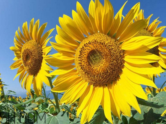 向日葵什么時(shí)候開(kāi)花？向日葵什么時(shí)候成熟