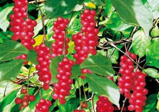 山茱萸什么時(shí)候成熟？山茱萸什么時(shí)候結(jié)果？