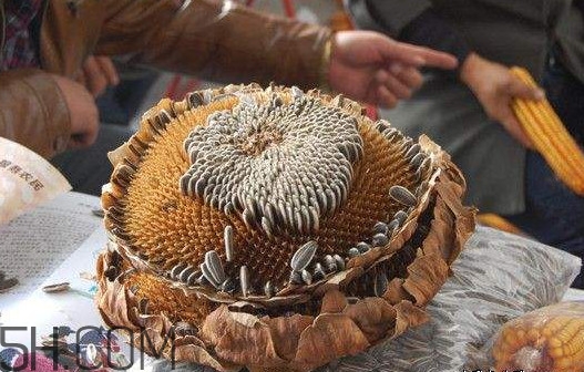 葵花籽怎么弄下來？葵花籽怎么脫粒