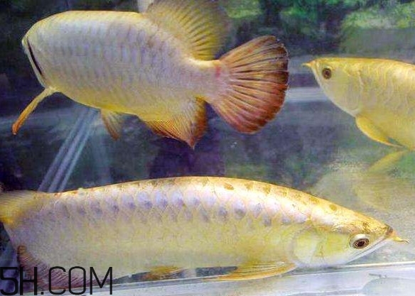 金龍魚有什么寓意？金龍魚有幾個(gè)品種