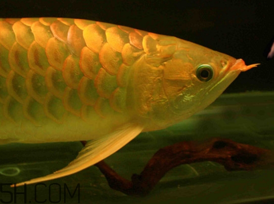 什么魚和金龍魚一起養(yǎng)好？金龍魚怎么養(yǎng)