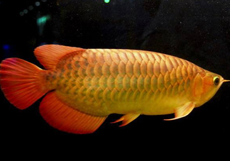 金龍魚能吃嗎？紅龍魚貴還是金龍魚貴