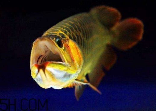 金龍魚有什么寓意？金龍魚有幾個(gè)品種