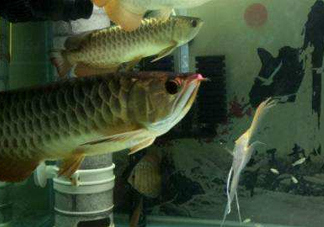 金龍魚是怎么繁殖？養(yǎng)金龍魚有什么講究