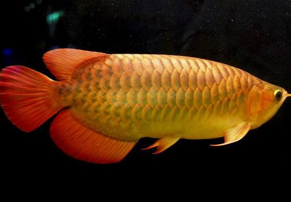 什么魚和金龍魚一起養(yǎng)好？金龍魚怎么養(yǎng)