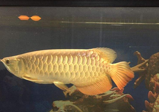 金龍魚是什么魚？金龍魚多少錢一條
