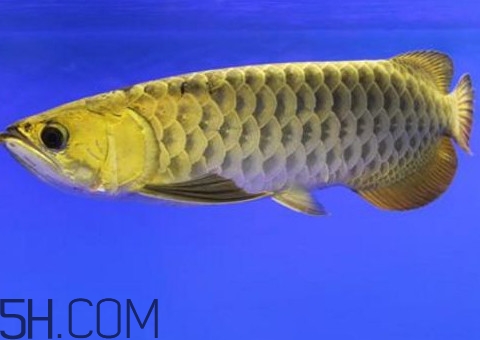 金龍魚是怎么繁殖？養(yǎng)金龍魚有什么講究