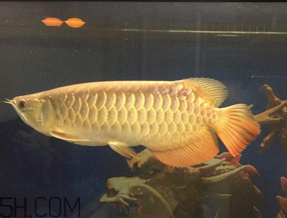 金龍魚是什么魚？金龍魚多少錢一條