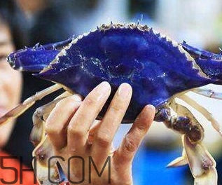 藍(lán)色梭子蟹可以吃嗎？梭子蟹蟹腿變藍(lán)可以吃嗎