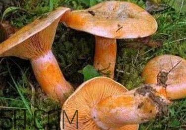 樅樹菌有點霉了能吃嗎？樅樹菌能和皮蛋一起吃嗎