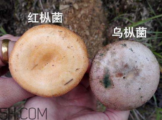 重陽菌燉久了營養(yǎng)會流失嗎？重陽菌長霉還能吃嗎