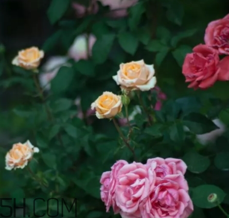 香水工坊茶玫瑰tea rose好聞嗎？tea rose香水有假貨嗎？