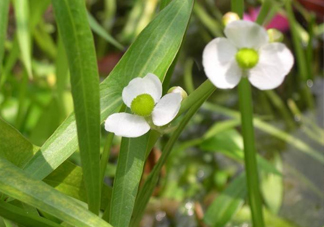 慈菇什么時候種？慈菇什么季節(jié)有