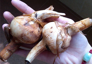 慈菇是什么？慈菇怎么吃