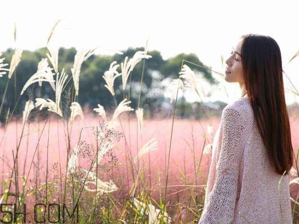 粉黛亂子是什么植物？粉黛亂子草花語