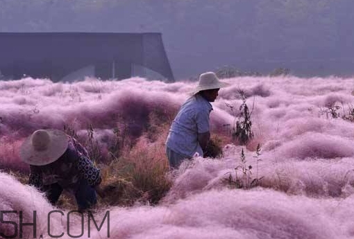 粉黛亂子是什么植物？粉黛亂子草花語