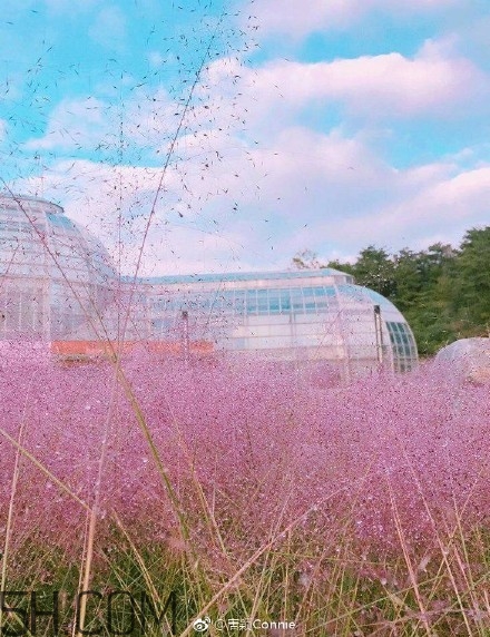 粉黛亂子是什么植物？粉黛亂子草花語