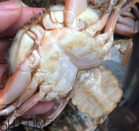 花蓋蟹和梭子蟹哪個好吃？花蓋蟹和梭子蟹區(qū)別
