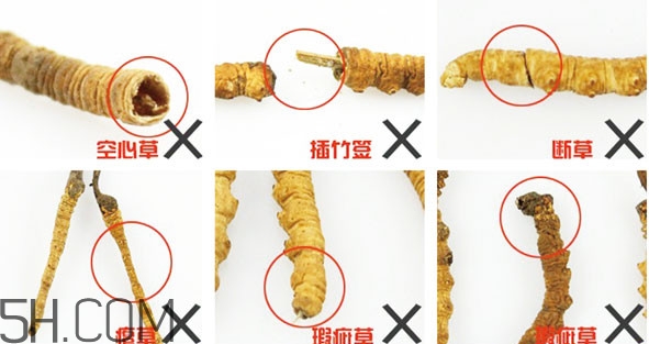 冬蟲夏草有假的嗎？冬蟲夏草不抗癌