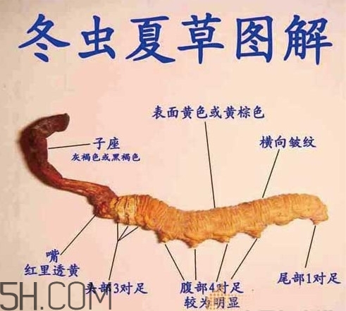 冬蟲夏草是動物還是植物？冬蟲夏草是藥食同源嗎