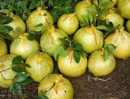 文旦上火嗎？文旦種植環(huán)境條件