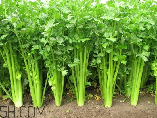 吃什么食物會導(dǎo)致失眠？睡前吃巧克力會導(dǎo)致失眠嗎？