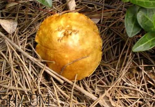 松菇怎么清洗？松菇不能和什么一起吃