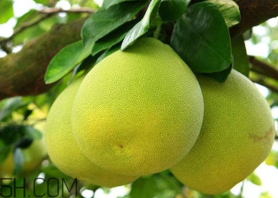 文旦怎么保存？文旦是哪個地方的特產(chǎn)