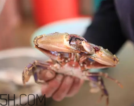 海虹蟹蒸多久才可以熟？海虹蟹蒸多長時間