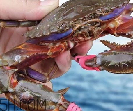 海虹蟹蒸多久才可以熟？海虹蟹蒸多長時間