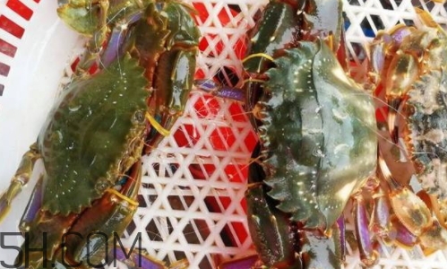 海虹蟹好吃嗎？海虹蟹多少錢一斤