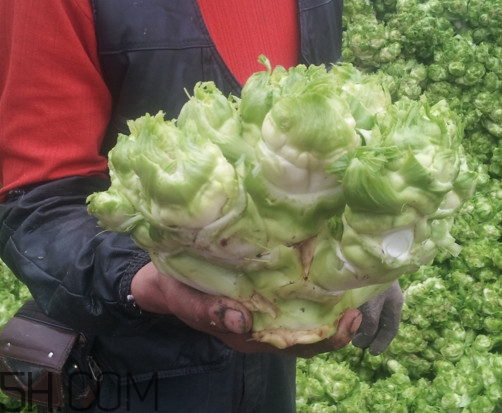 兒菜怎么種？兒菜怎么腌制