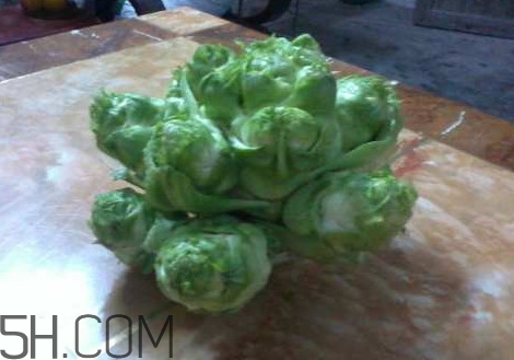 兒菜怎么吃？兒菜可不可以做泡菜