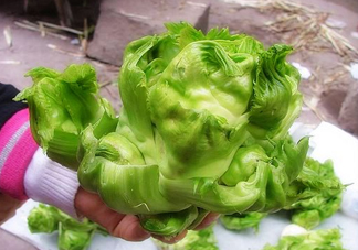 兒菜怎么種？兒菜怎么腌制