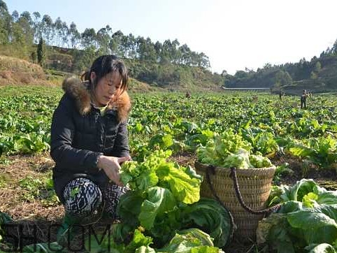 兒菜怎么種？兒菜怎么腌制