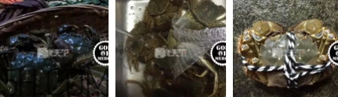 菜蟹是什么蟹？菜蟹的營(yíng)養(yǎng)價(jià)值與功效