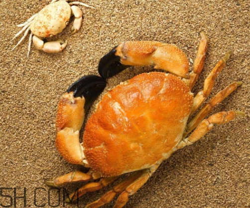 菜蟹是什么蟹？菜蟹的營(yíng)養(yǎng)價(jià)值與功效