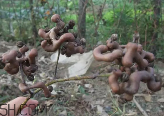 雞爪梨泡酒是喝酒還是吃果實(shí)嗎？雞爪梨的營(yíng)養(yǎng)價(jià)值