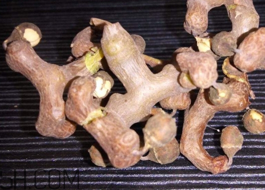 雞爪梨解酒是真的嗎？雞爪梨種下幾年能開花結(jié)果