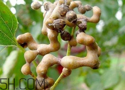 雞爪梨解酒是真的嗎？雞爪梨種下幾年能開花結(jié)果