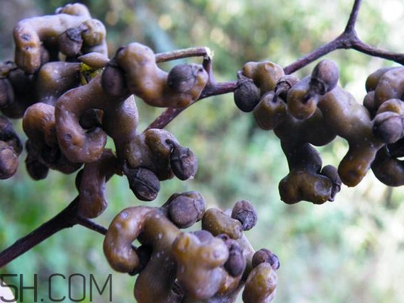 雞爪梨泡酒是喝酒還是吃果實(shí)嗎？雞爪梨的營(yíng)養(yǎng)價(jià)值