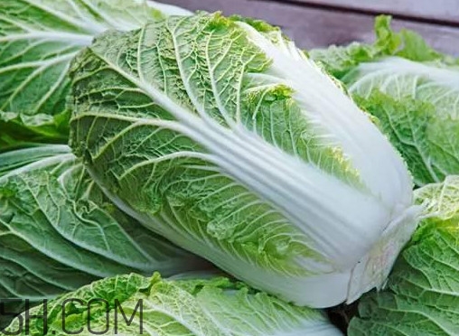 大白菜什么時(shí)候種最合適？大白菜怎么做好吃