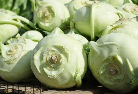 大頭菜是發(fā)物嗎？大頭菜是卷心菜嗎
