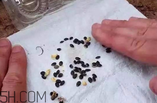 百香果的皮有什么作用？百香果籽可以種嗎