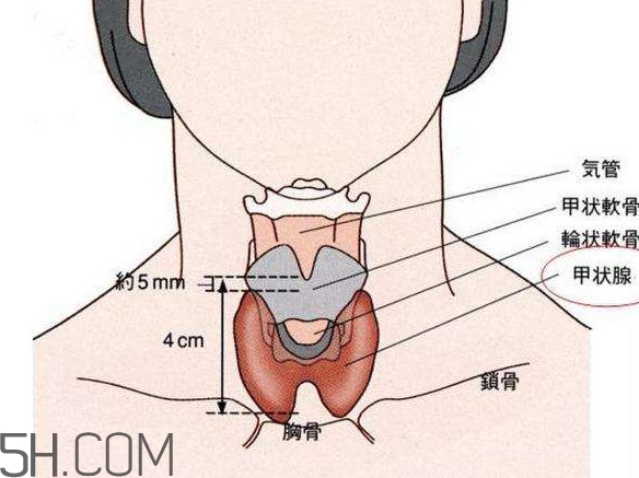 甲狀腺結(jié)節(jié)掛什么科？甲狀腺結(jié)節(jié)可以懷孕嗎
