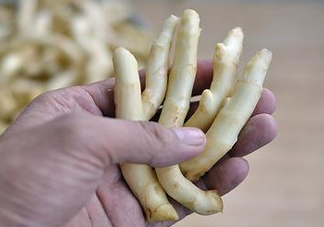 姜芽能吃嗎？姜芽怎么吃