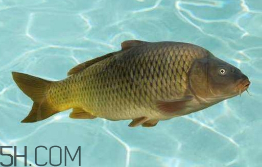 野生黃河鯉魚多少錢一斤？黃河鯉魚有幾根須